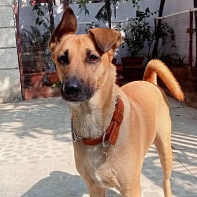 Scooby